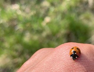 Marienkäfer sind die wohl schönste Art der Schädlingsbekämpfung